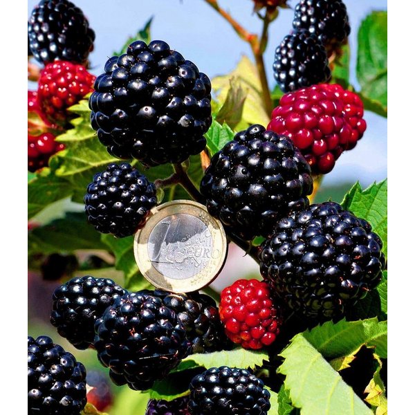 BALDUR Garten Obstpflanze Zuckerbrombeere 'Asterina®', 1 St., Selbstbefruchtend,winterhart, pflegeleicht