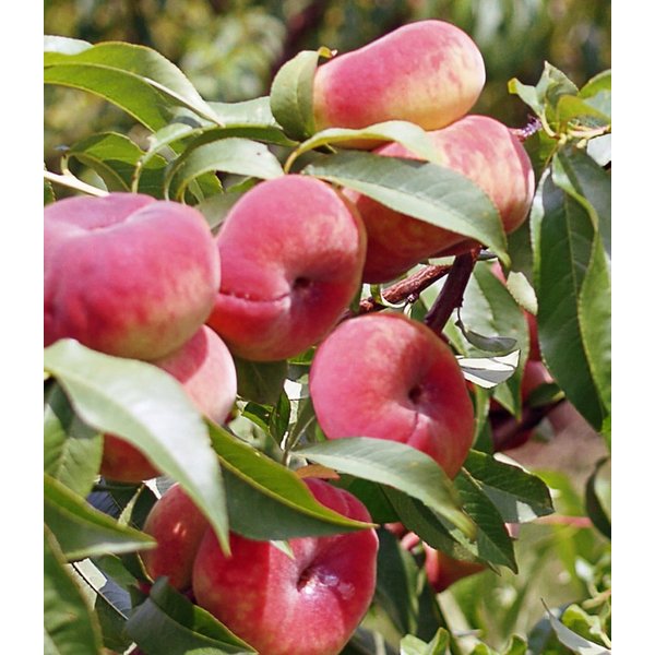 BALDUR Garten Pfirsichbaum Teller-Pfirsich 'PlatiforTWO®', 1 St., Weinbergpfirsiche,winterhart, mehrjährig, essbar