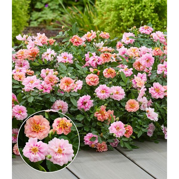 BALDUR Garten Rose Rose 'Amirose®', 1 St., Blütenpracht, reichblühend,winterhart, mehrjährig