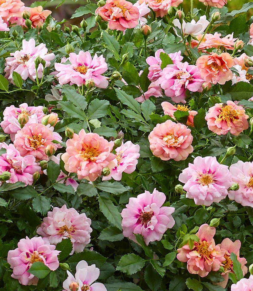BALDUR Garten Rose Rose 'Amirose®', 1 St., Blütenpracht, reichblühend,winterhart, mehrjährig – Bild 2 von 5