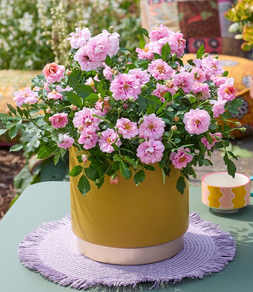 BALDUR Garten Rose Rose 'Amirose®', 1 St., Blütenpracht, reichblühend,winterhart, mehrjährig – Bild 3 von 5