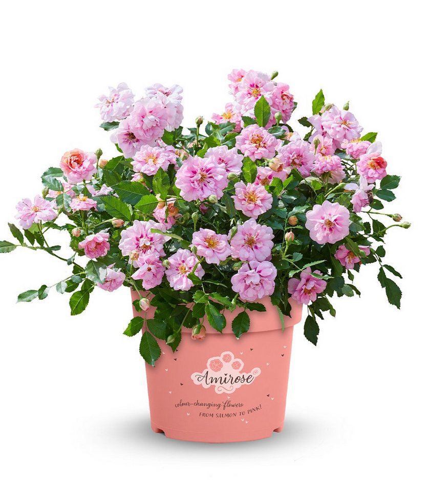 BALDUR Garten Rose Rose 'Amirose®', 1 St., Blütenpracht, reichblühend,winterhart, mehrjährig – Bild 4 von 5