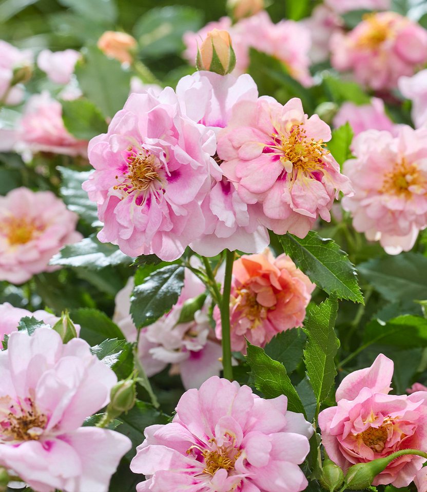 BALDUR Garten Rose Rose 'Amirose®', 1 St., Blütenpracht, reichblühend,winterhart, mehrjährig – Bild 5 von 5