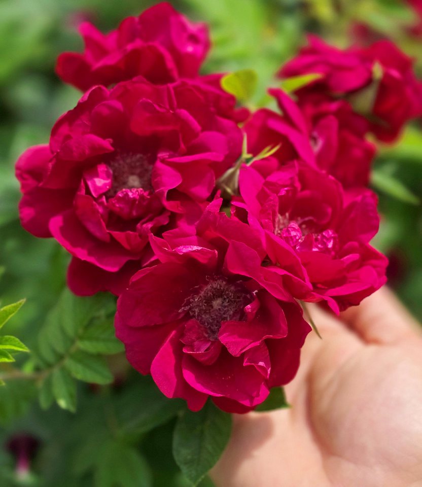 BALDUR Garten Rose Beetrose 'Take it Easy® Red', 1 St., Beetrose,winterhart, Dauerblüher, Rosenduft, robust – Bild 3 von 3