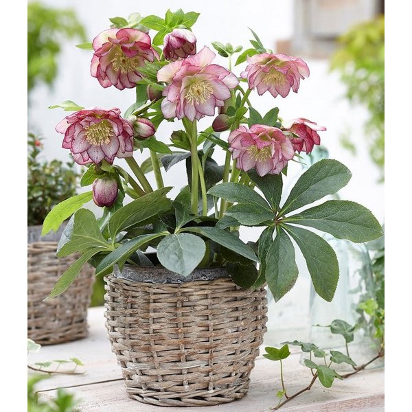 BALDUR Garten Rose Christrose 'Double Ellen® Picotée', 2 St., Weihnachtsschneerose, immergrün,winterhart, reichblühend