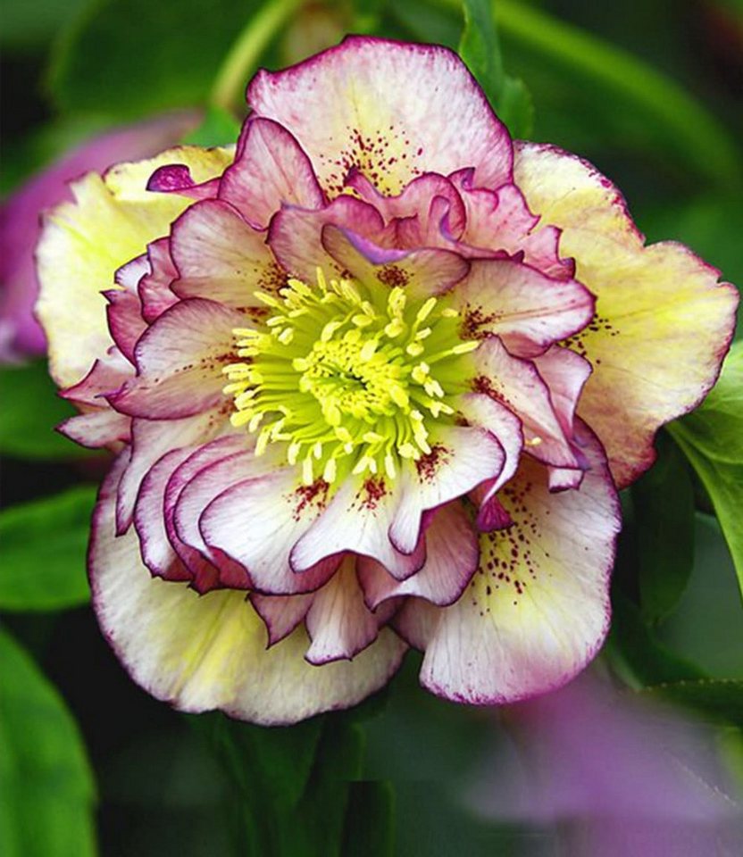 BALDUR Garten Rose Christrose 'Double Ellen® Picotée', 2 St., Weihnachtsschneerose, immergrün,winterhart, reichblühend – Bild 2 von 2