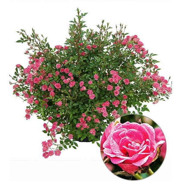 BALDUR Garten Rose Lilly Rose® 'Wonder5', 1 St., Gefüllt-blühend,winterhart, mehrjährig, pflegeleicht, robust