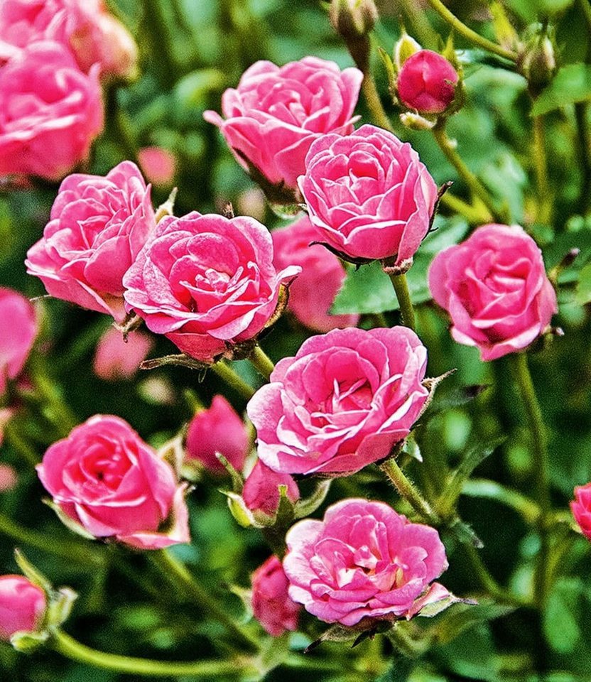 BALDUR Garten Rose Lilly Rose® 'Wonder5', 1 St., Gefüllt-blühend,winterhart, mehrjährig, pflegeleicht, robust – Bild 2 von 3