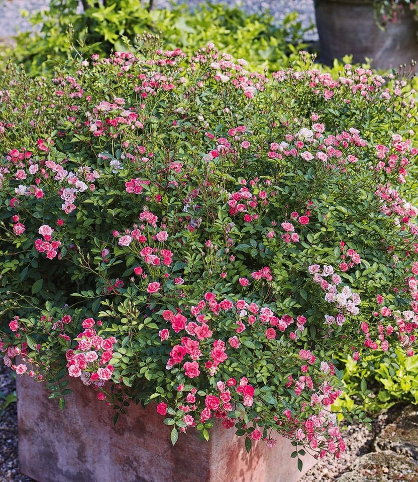 BALDUR Garten Rose Lilly Rose® 'Wonder5', 1 St., Gefüllt-blühend,winterhart, mehrjährig, pflegeleicht, robust – Bild 3 von 3