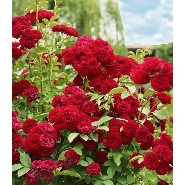 BALDUR Garten Rose Rambler-Rose 'Chevy Chase', 1 St., Gefüllt-blühend, gefüllte Blüten,winterhart, mehrjährig