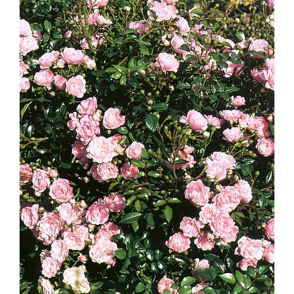 BALDUR Garten Rose Rose 'The Fairy', 1 St., Flammengras,winterhart, mehrjährig, blühfreudig