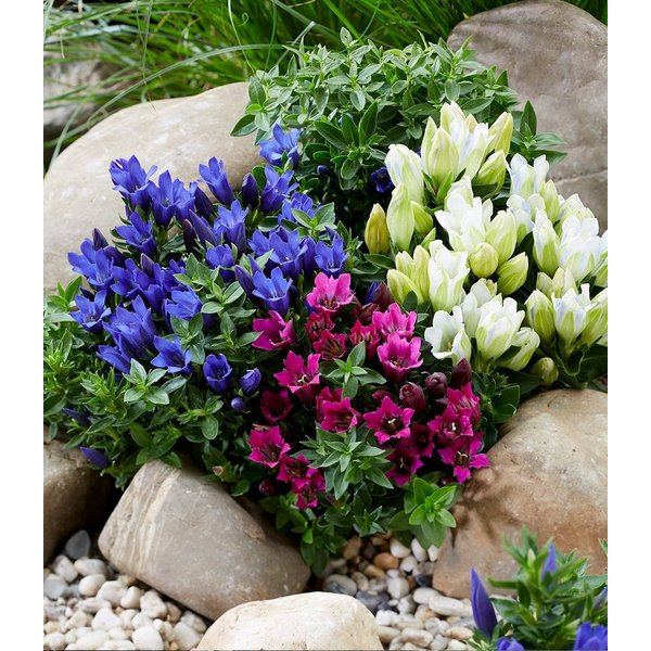 BALDUR Garten Staude 3er Enzian-Mix, 3 St., Gentiana-Mischung,winterhart, mehrjährig, pflegeleicht