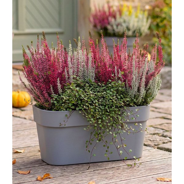 BALDUR Garten Staude 3er Herbst-Set 'Autumn Harmony', 3 St., Herbstpflanzen-Mix, wintergeeignet, farbenfroh, kübelgeeignet