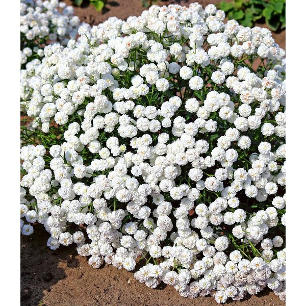BALDUR Garten Staude Achillea 'Diadem', 4 St., Uferbepflanzung,winterhart, mehrjährig,duftend
