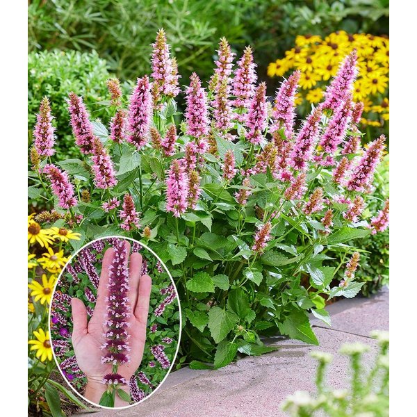 BALDUR Garten Staude Agastache 'Beelicious® Pink', 2 St., reichblühend, lange Blütezeit