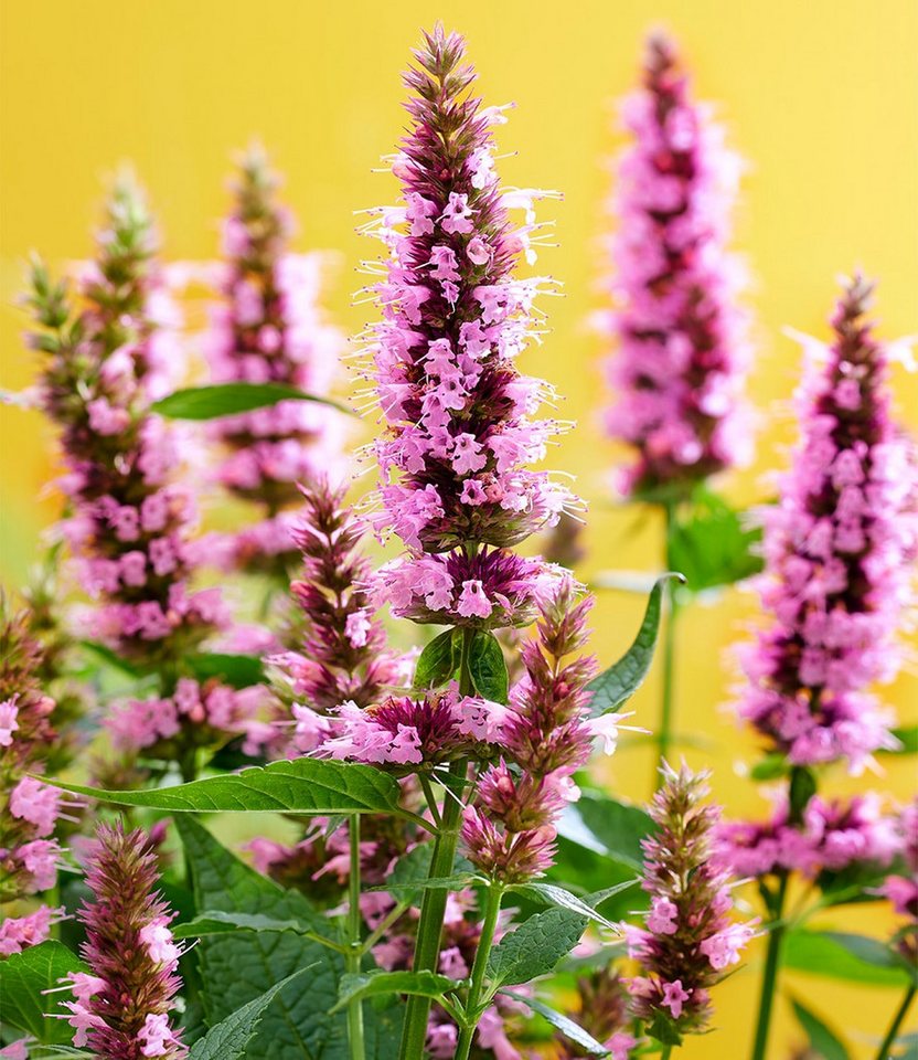 BALDUR Garten Staude Agastache 'Beelicious® Pink', 2 St., reichblühend, lange Blütezeit – Bild 2 von 3