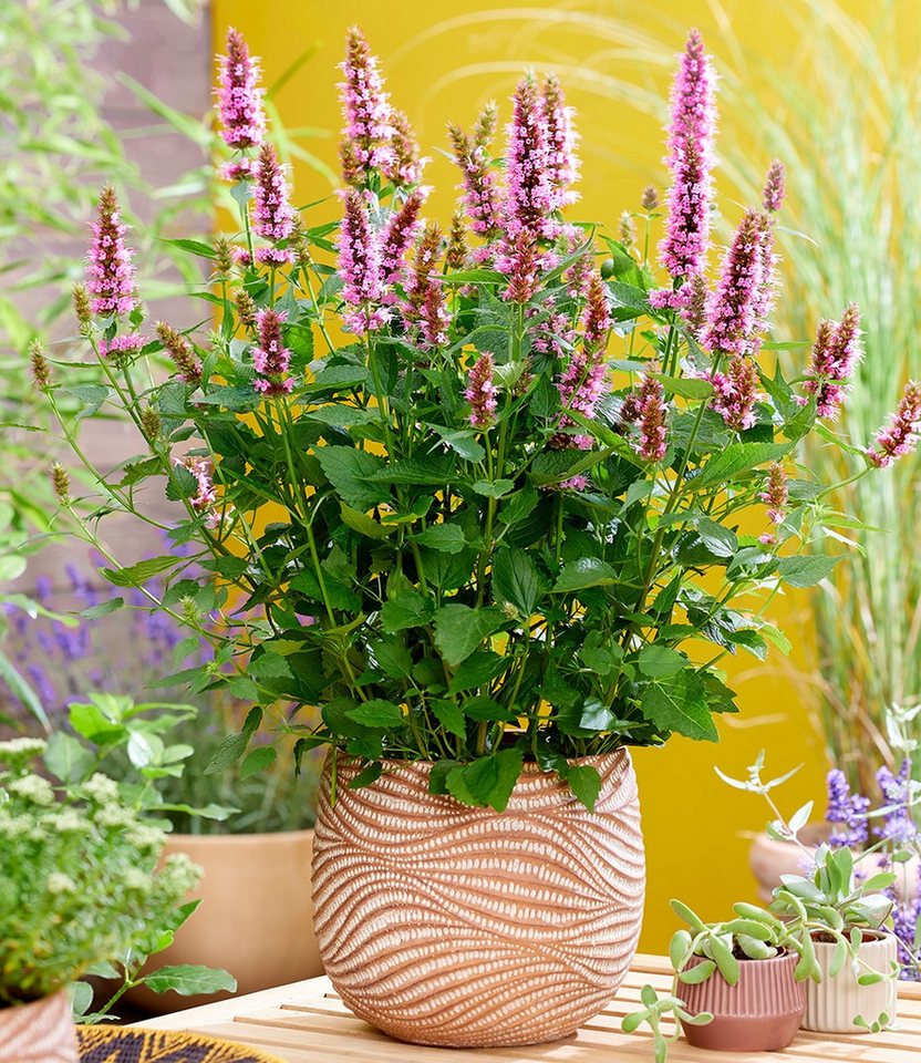 BALDUR Garten Staude Agastache 'Beelicious® Pink', 2 St., reichblühend, lange Blütezeit – Bild 3 von 3