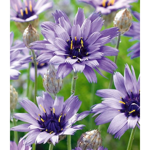 BALDUR Garten Staude Blaue Rasselblume 'Catananche', 3 St., Trockenverträglich, lange Blütezeit