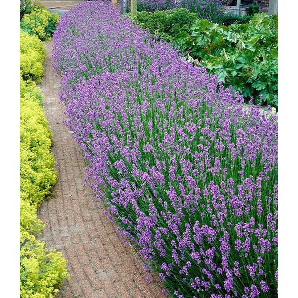 BALDUR Garten Staude Blauer Duft-Lavendel, 12 St., Lavendula,duftend,winterhart, mehrjährig, pflegeleicht