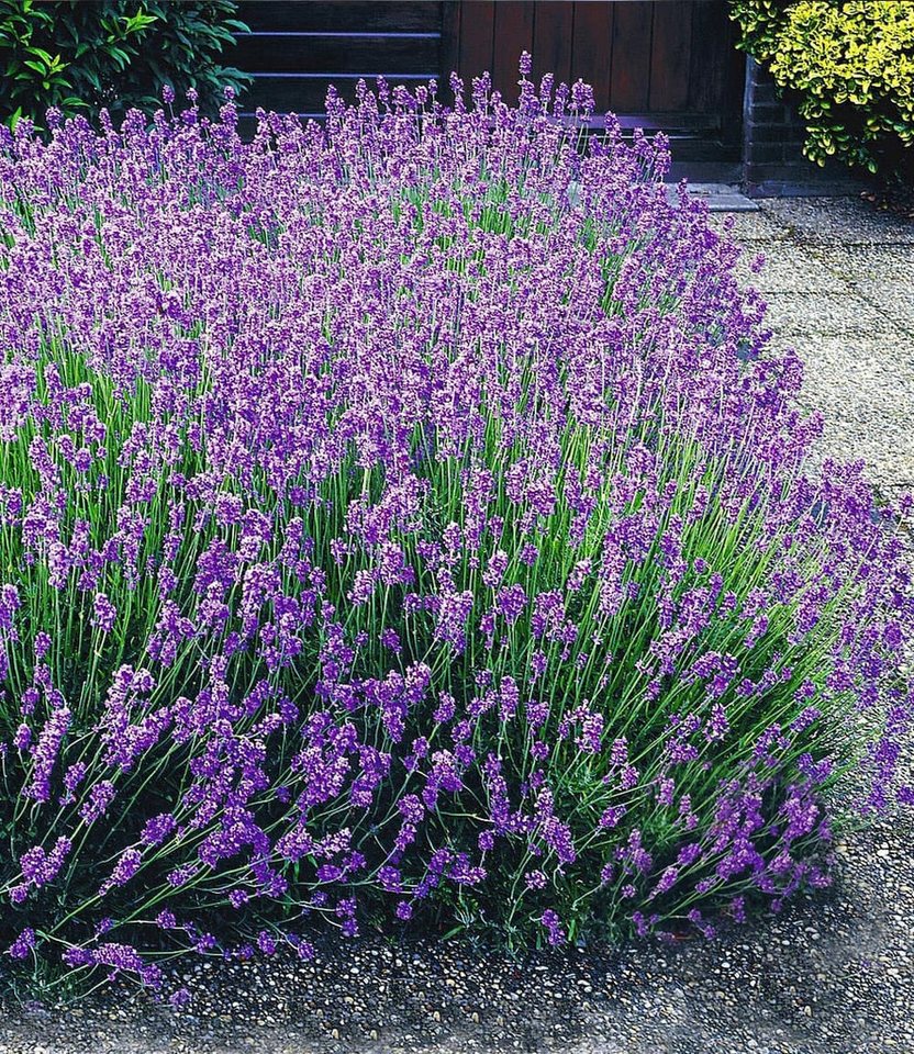 BALDUR Garten Staude Blauer Duft-Lavendel, 6 St., Lavendula,duftend,winterhart, mehrjährig, pflegeleicht – Bild 2 von 2