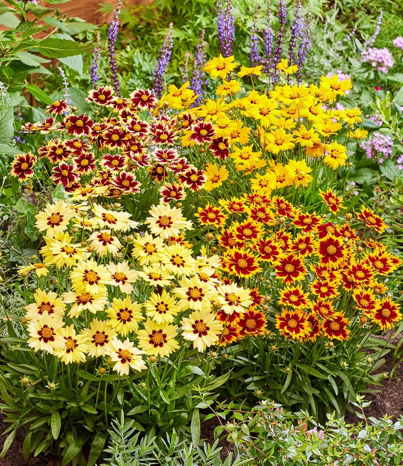 BALDUR Garten Staude Coreopsis 'Solar® Mix', 4 St., Blühwilligkeit,winterhart, mehrjährig, pflegeleicht, robust – Bild 2 von 5