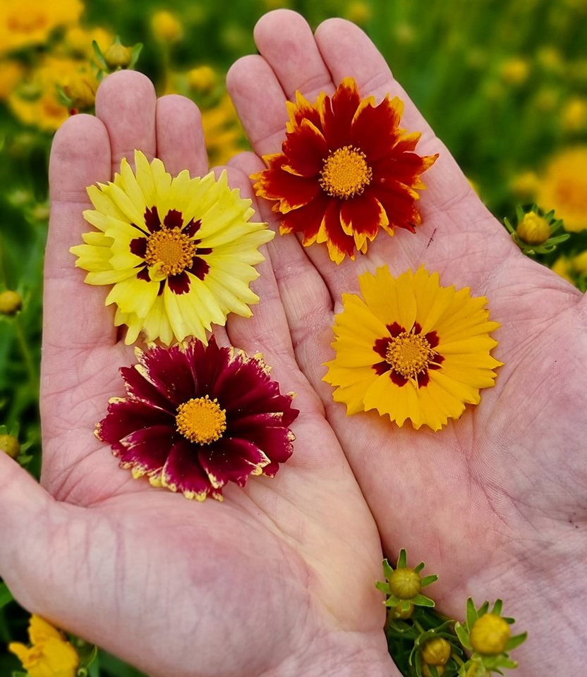BALDUR Garten Staude Coreopsis 'Solar® Mix', 4 St., Blühwilligkeit,winterhart, mehrjährig, pflegeleicht, robust – Bild 3 von 5