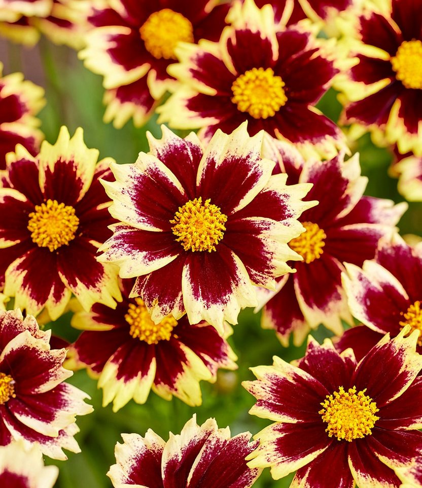 BALDUR Garten Staude Coreopsis 'Solar® Mix', 4 St., Blühwilligkeit,winterhart, mehrjährig, pflegeleicht, robust – Bild 4 von 5