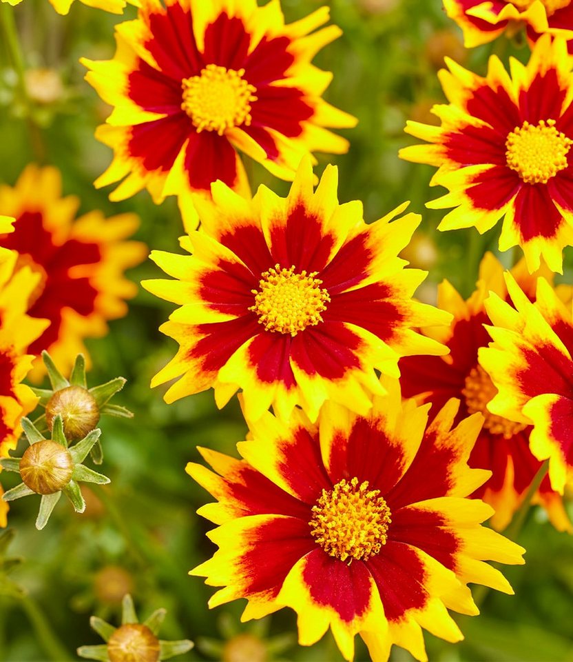 BALDUR Garten Staude Coreopsis 'Solar® Mix', 4 St., Blühwilligkeit,winterhart, mehrjährig, pflegeleicht, robust – Bild 5 von 5