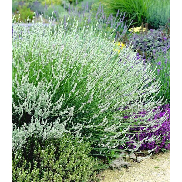 BALDUR Garten Staude Duft-Lavendel 'Weiß', 3 St., Duftlavendelhecken,winterhart, mehrjährig,duftend