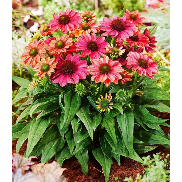 BALDUR Garten Staude Echinacea 'Evolution®', 1 St., Medizinpflanze,winterhart, mehrjährig, pflegeleicht