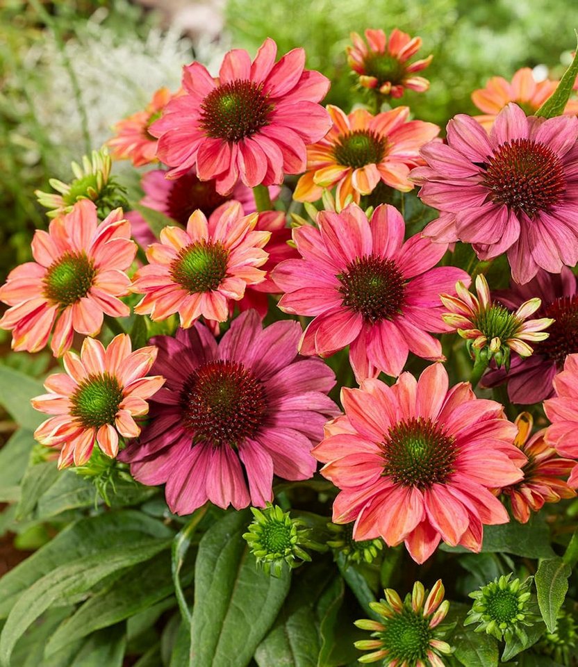 BALDUR Garten Staude Echinacea 'Evolution®', 1 St., Medizinpflanze,winterhart, mehrjährig, pflegeleicht – Bild 2 von 4