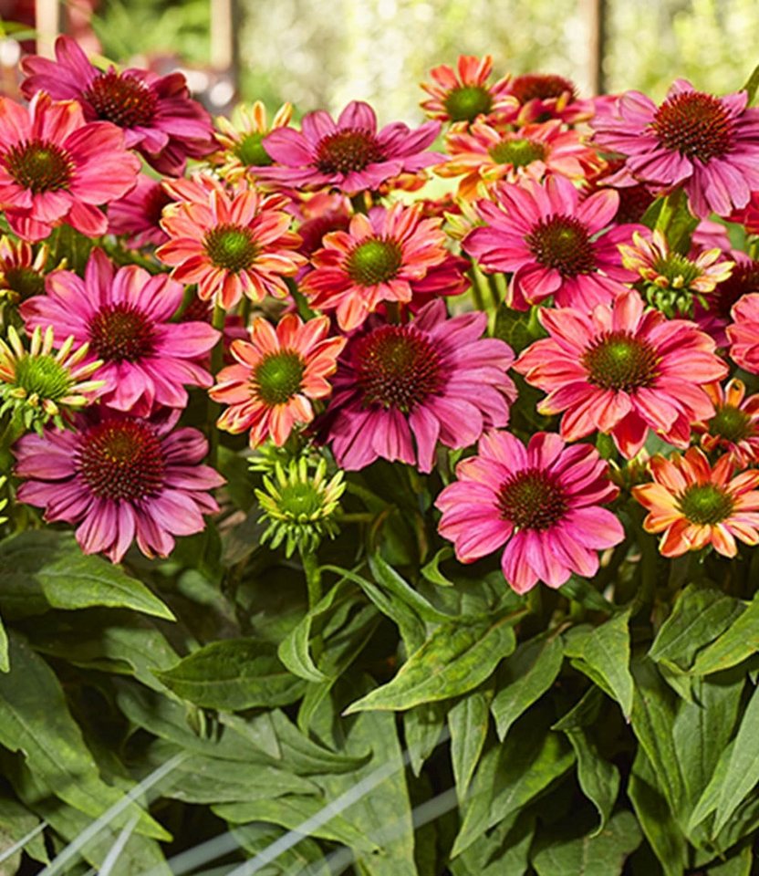 BALDUR Garten Staude Echinacea 'Evolution®', 1 St., Medizinpflanze,winterhart, mehrjährig, pflegeleicht – Bild 3 von 4