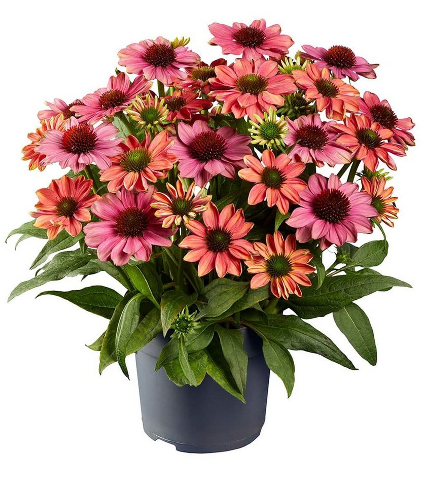 BALDUR Garten Staude Echinacea 'Evolution®', 1 St., Medizinpflanze,winterhart, mehrjährig, pflegeleicht – Bild 4 von 4