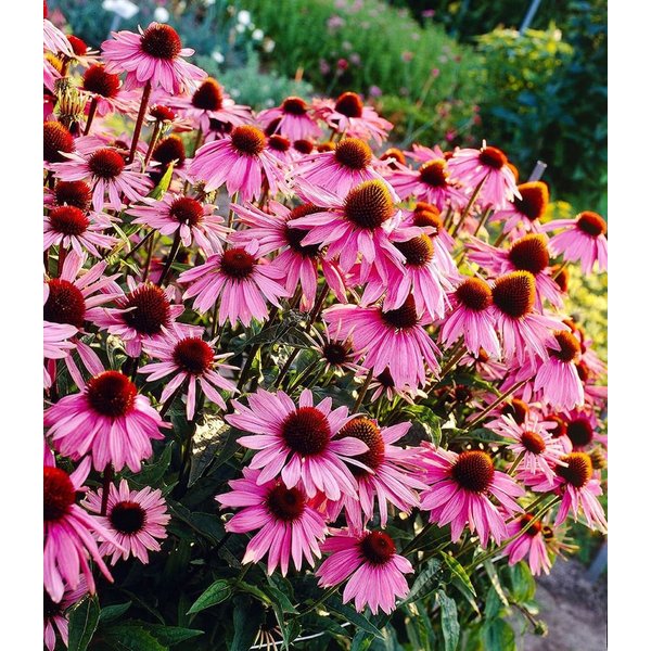BALDUR Garten Staude Echinacea purpurea, 6 St., Medizinpflanze, lange Blütezeit, winterhart