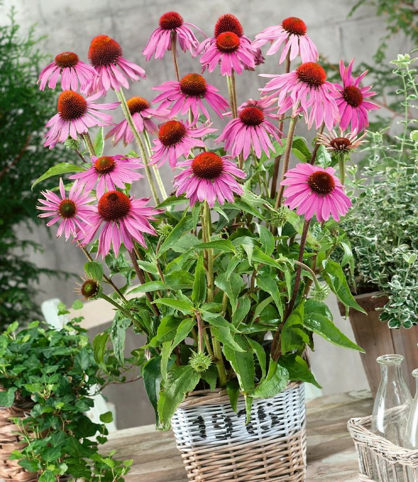 BALDUR Garten Staude Echinacea purpurea, 6 St., Medizinpflanze, lange Blütezeit, winterhart – Bild 2 von 2