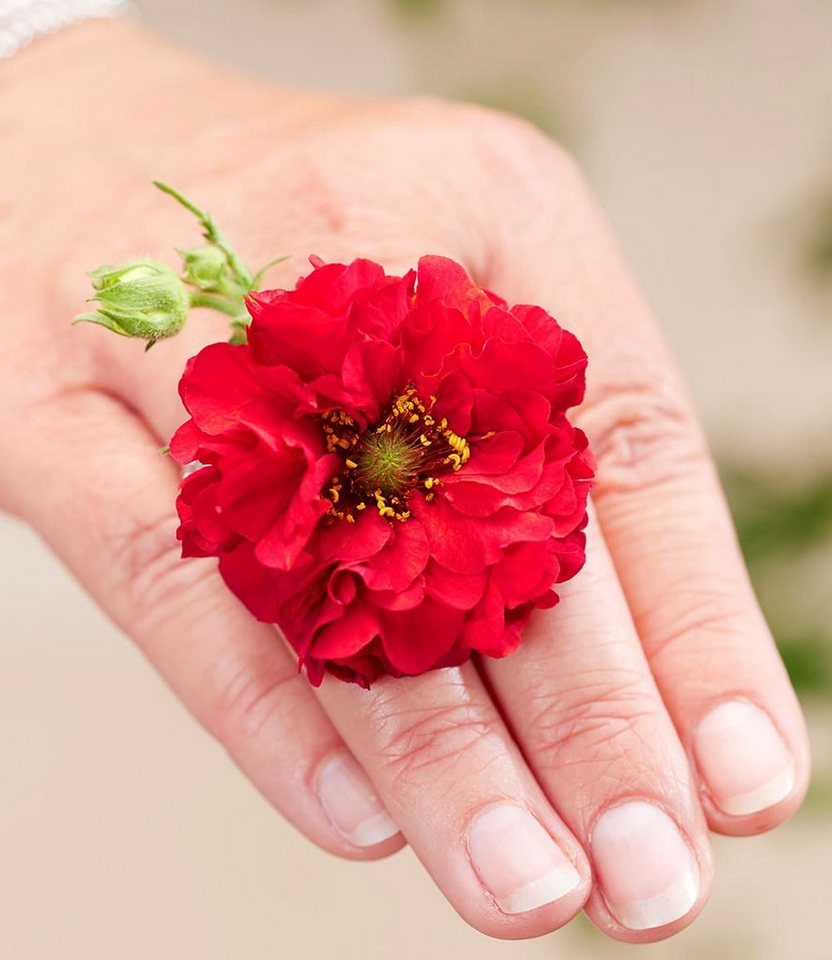 BALDUR Garten Staude Geum 'Firestarter®', 3 St., Blühstauden,winterhart, mehrjährig, pflegeleicht – Bild 2 von 4