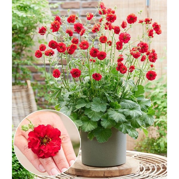 BALDUR Garten Staude Geum 'Firestarter®', 1 St., Blühstauden,winterhart, mehrjährig, pflegeleicht