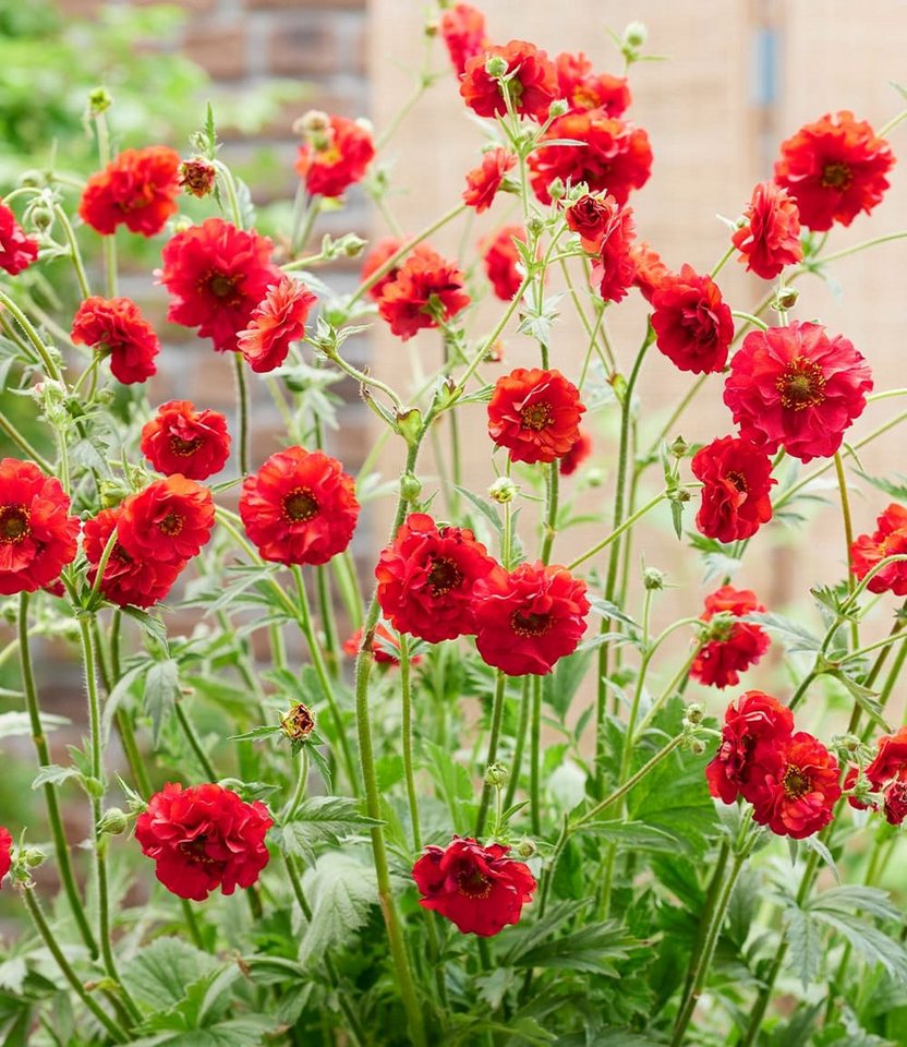 BALDUR Garten Staude Geum 'Firestarter®', 1 St., Blühstauden,winterhart, mehrjährig, pflegeleicht – Bild 3 von 4