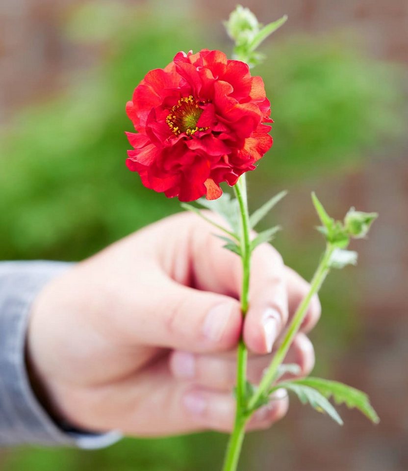 BALDUR Garten Staude Geum 'Firestarter®', 1 St., Blühstauden,winterhart, mehrjährig, pflegeleicht – Bild 4 von 4