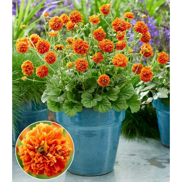 BALDUR Garten Staude Geum 'Orange Pumpkin®', 3 St., Blütenstiele,winterhart, mehrjährig, pflegeleicht
