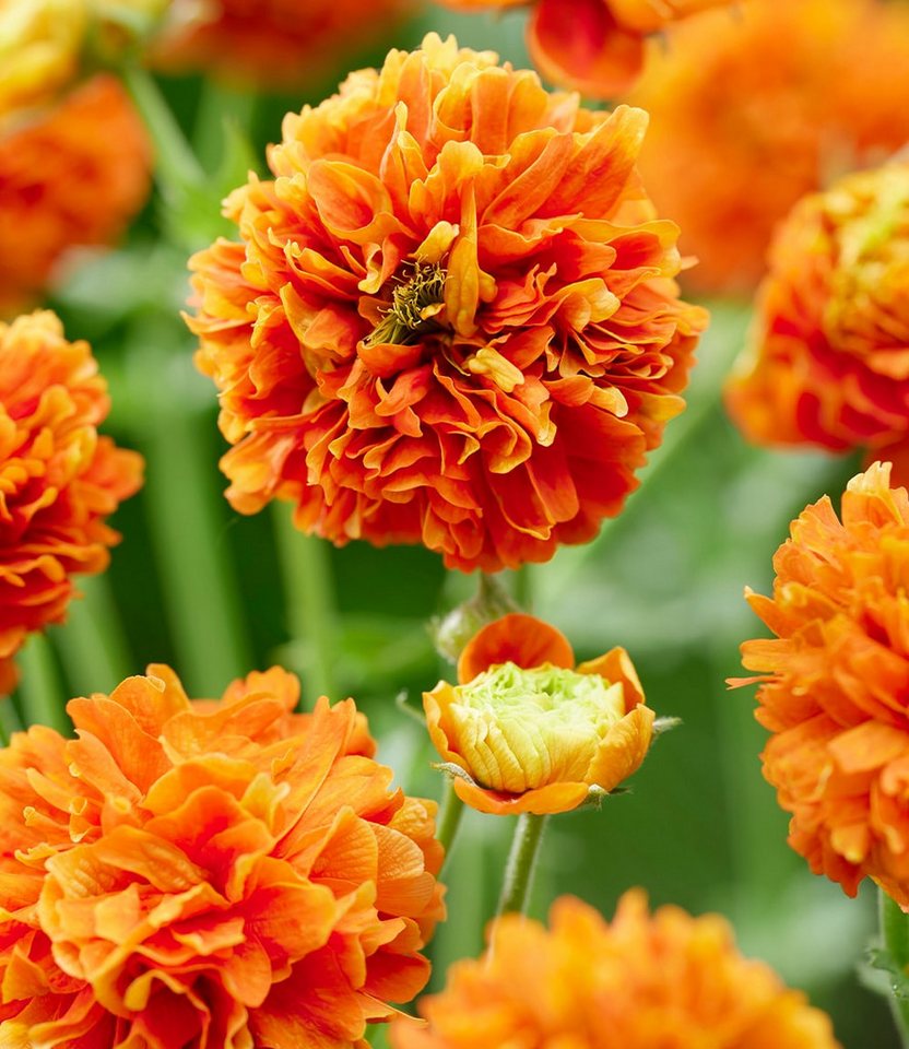 BALDUR Garten Staude Geum 'Orange Pumpkin®', 3 St., Blütenstiele,winterhart, mehrjährig, pflegeleicht – Bild 2 von 3
