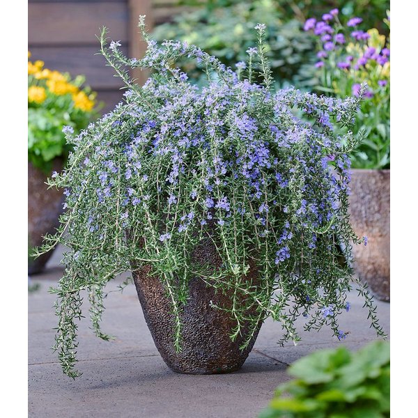 BALDUR Garten Staude Hänge-Rosmarin 'Blue Cascade®', 3 St., Rosmarinus, essbar, winterhart, mehrjährig