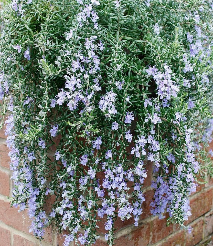 BALDUR Garten Staude Hänge-Rosmarin 'Blue Cascade®', 3 St., Rosmarinus, essbar, winterhart, mehrjährig – Bild 2 von 5