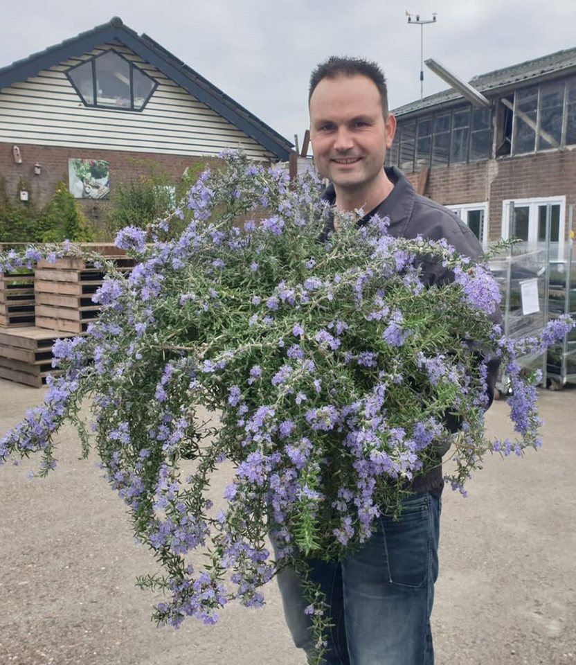 BALDUR Garten Staude Hänge-Rosmarin 'Blue Cascade®', 3 St., Rosmarinus, essbar, winterhart, mehrjährig – Bild 4 von 5
