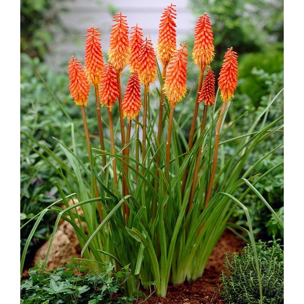 BALDUR Garten Staude Kniphofia 'Alcazar', 1 St., Fackellilie, immergrün,winterhart, mehrjährig, dauerblüher