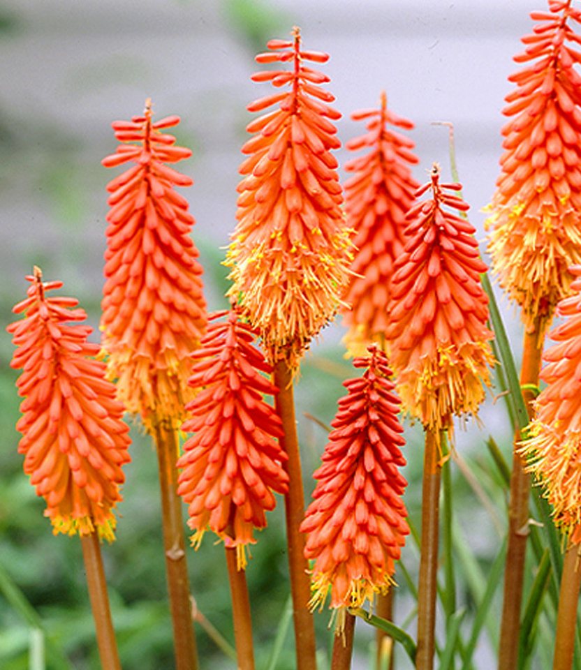 BALDUR Garten Staude Kniphofia 'Alcazar', 1 St., Fackellilie, immergrün,winterhart, mehrjährig, dauerblüher – Bild 2 von 2