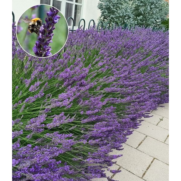 BALDUR Garten Staude Lavendel 'Phenomenal®', 9 St., Duftlavendel, robust,winterhart, mehrjährig, pflegeleicht