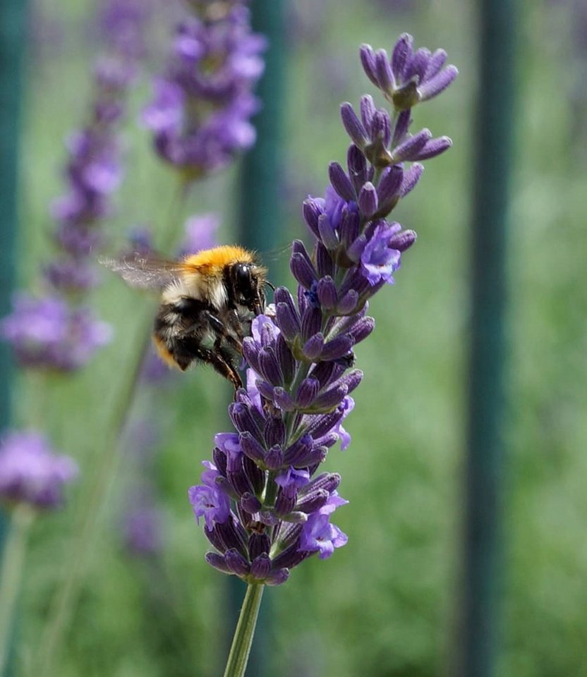 BALDUR Garten Staude Lavendel 'Phenomenal®', 9 St., Duftlavendel, robust,winterhart, mehrjährig, pflegeleicht – Bild 3 von 5