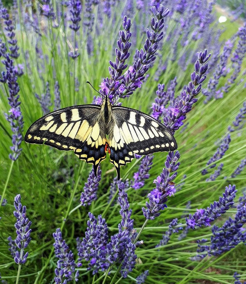 BALDUR Garten Staude Lavendel 'Phenomenal®', 9 St., Duftlavendel, robust,winterhart, mehrjährig, pflegeleicht – Bild 5 von 5