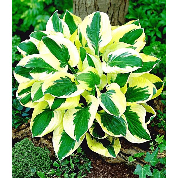 BALDUR Garten Staude Riesen-Hosta 'Brim Cup', 2 St., Funkie,winterhart, mehrjährig, pflegeleicht